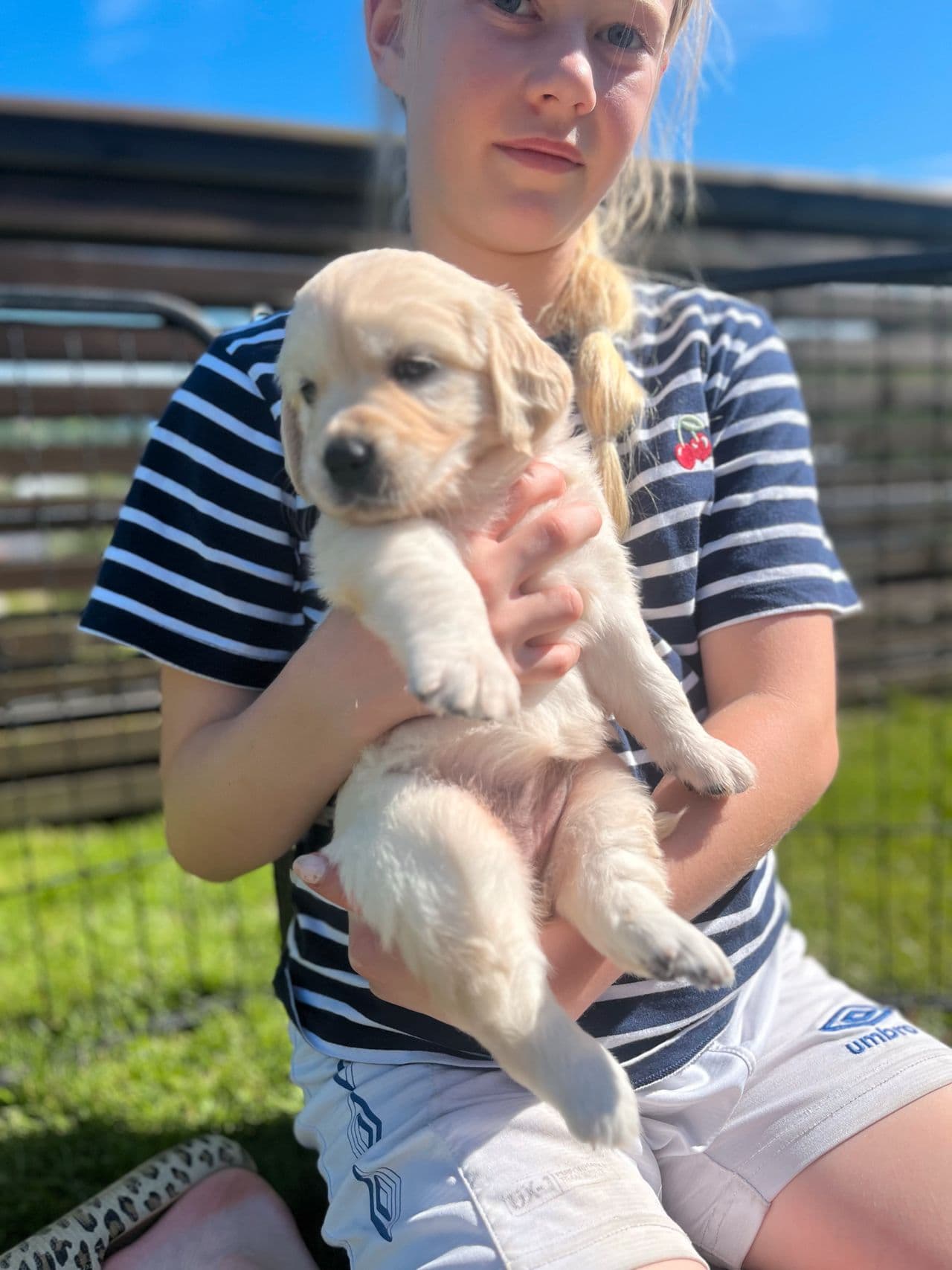 Golden retriver valper