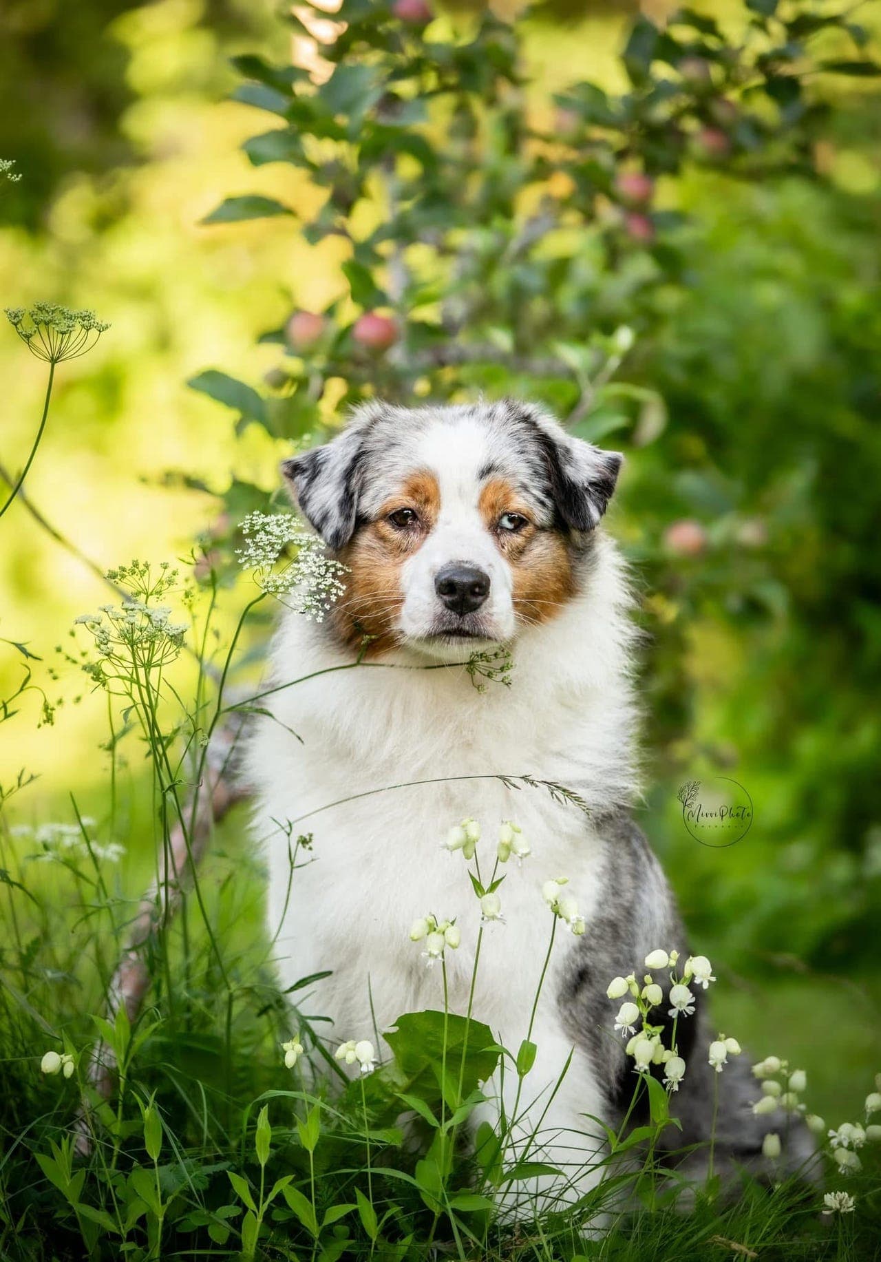 Australian Shepherds av toppkvalitet settes ut på for!