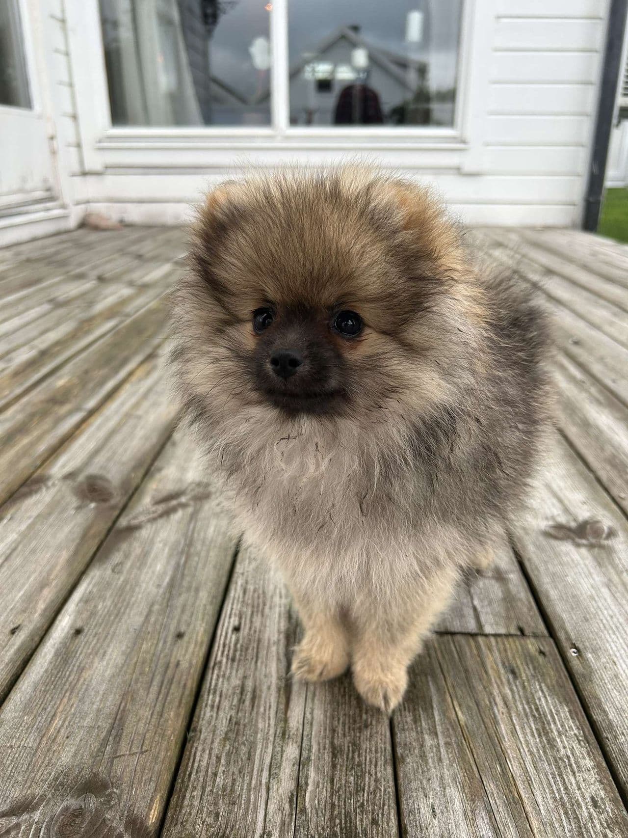 NKK Pomeranian valper. En tispe ledig