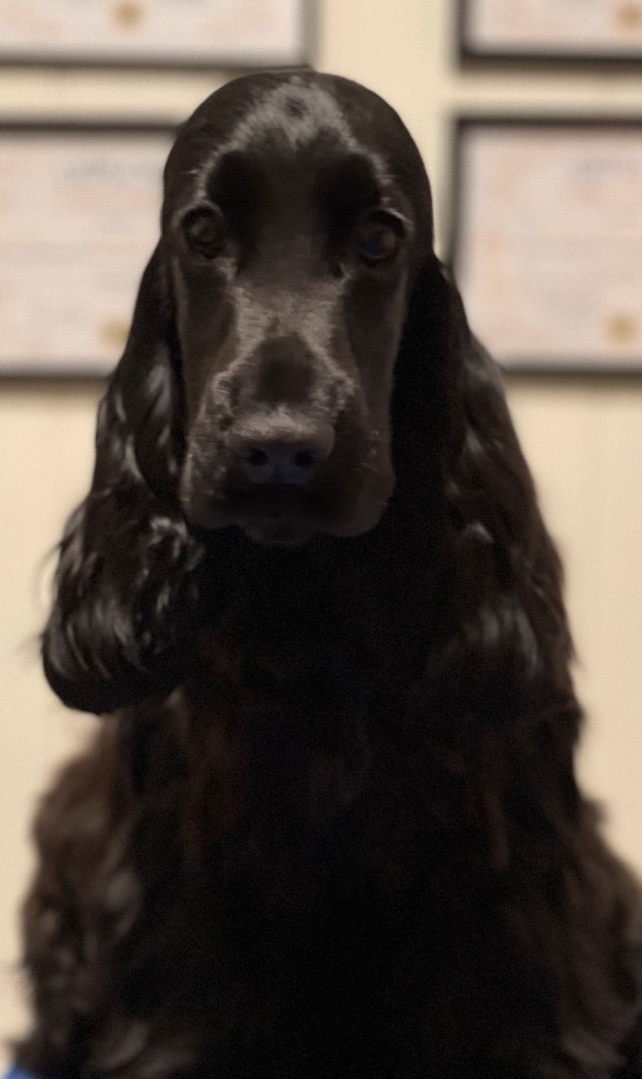Cocker spaniel valper ventes