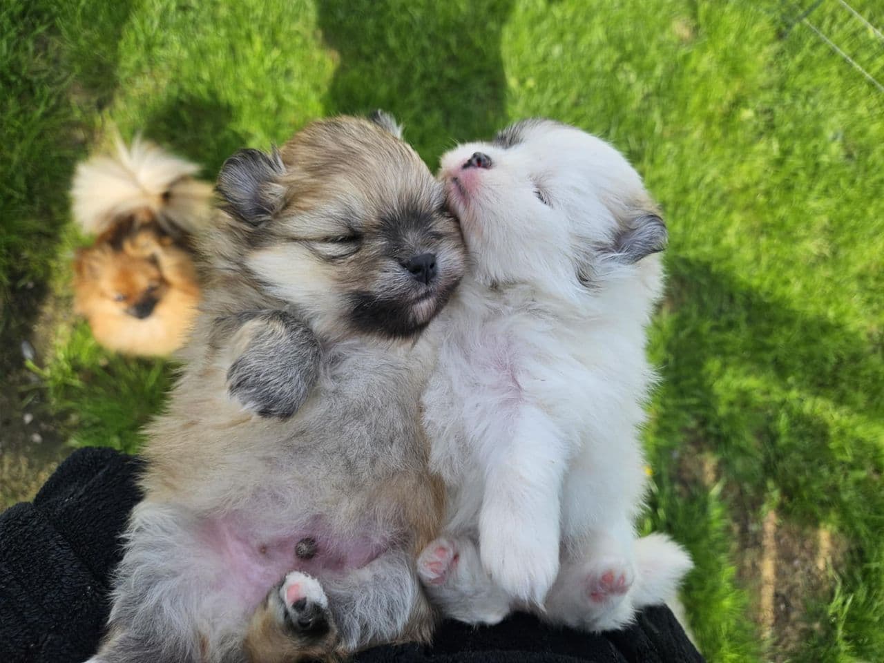 Nydelig NKK reg pomeranian gutt ❤️