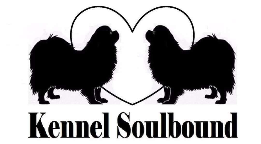 Kennel Soulbound har leveringsklare valper f.o.m. 23.04.2025