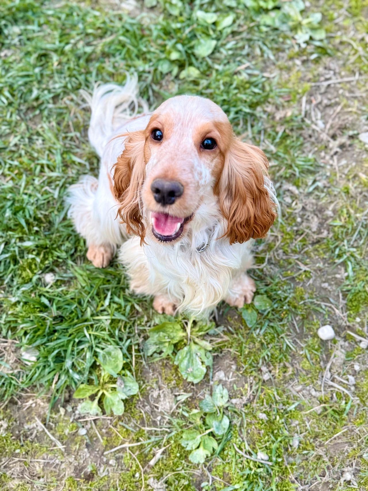 Supersnill Engelsk Cocker Spaniel gutt søker evig hjem