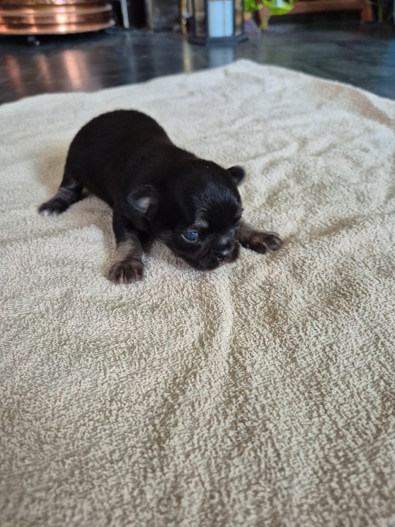 Chihuahua hann med Stamtavle