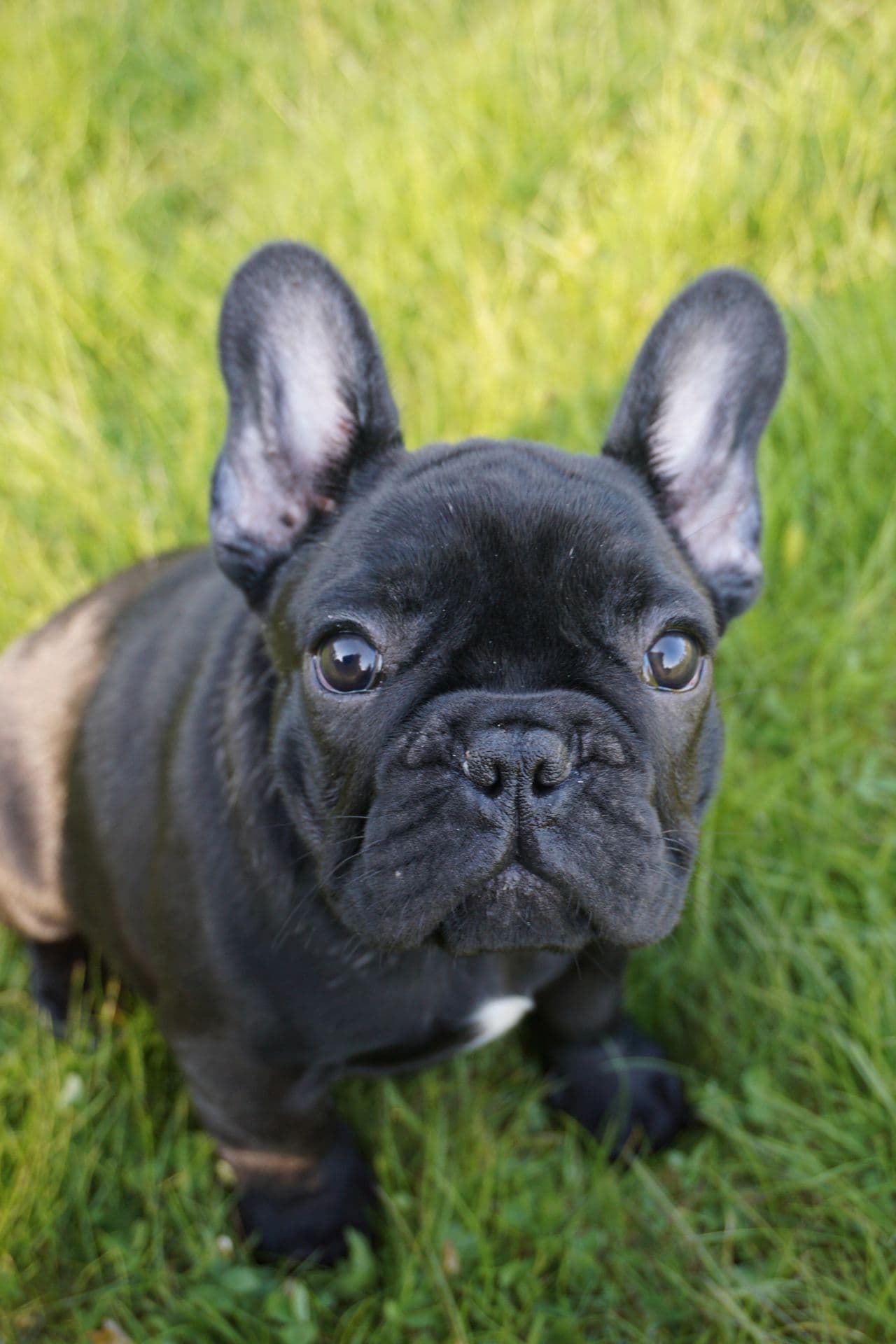 Leveringsklar Fransk Bulldog Gutt