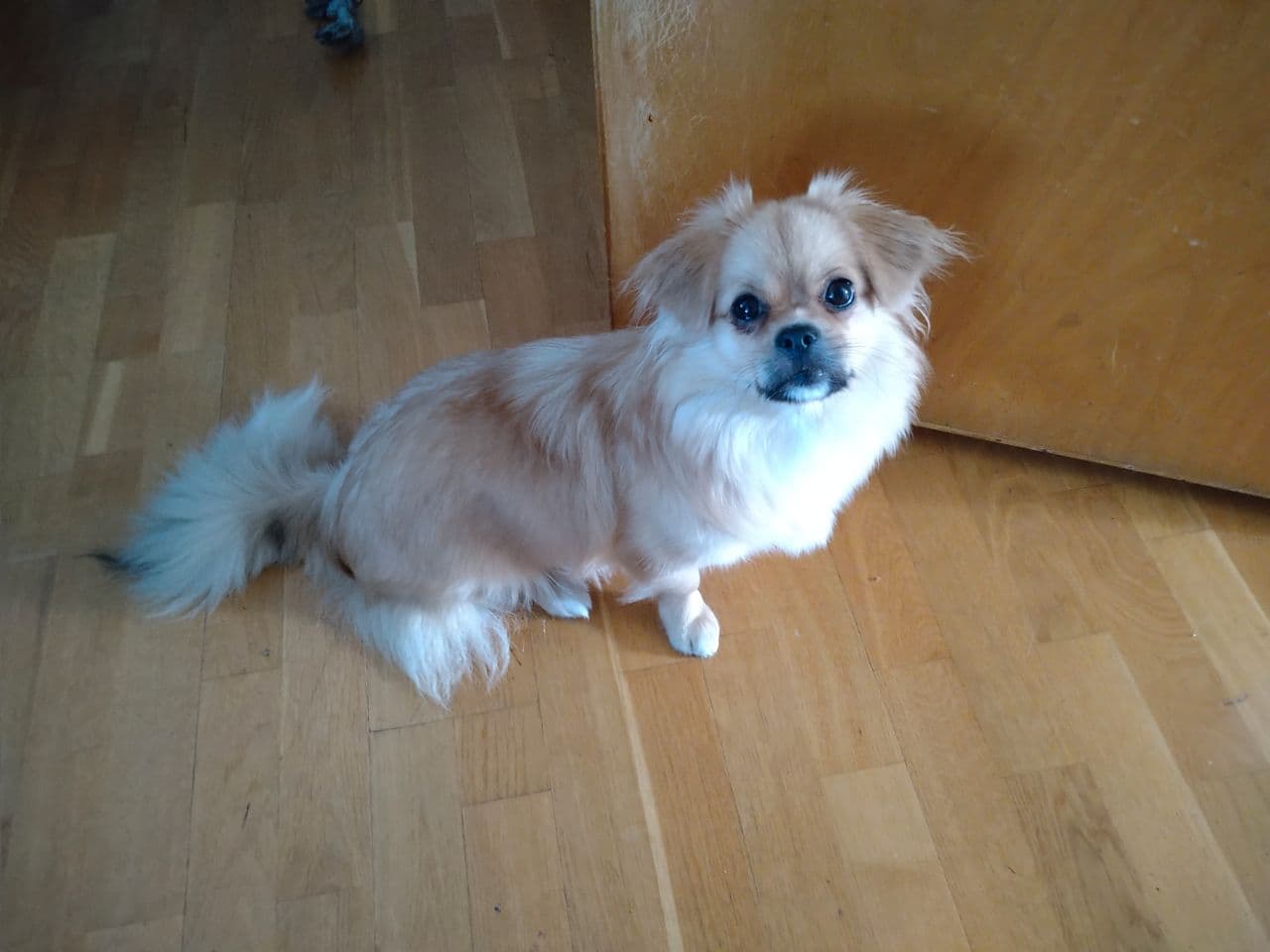 Tibetansk spaniel tispe, 1 år og 2 måneder selges