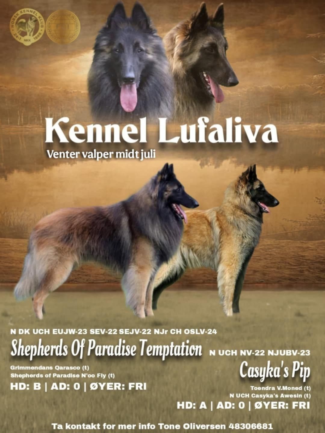 Belgiskfårehund Tervueren valper ventes