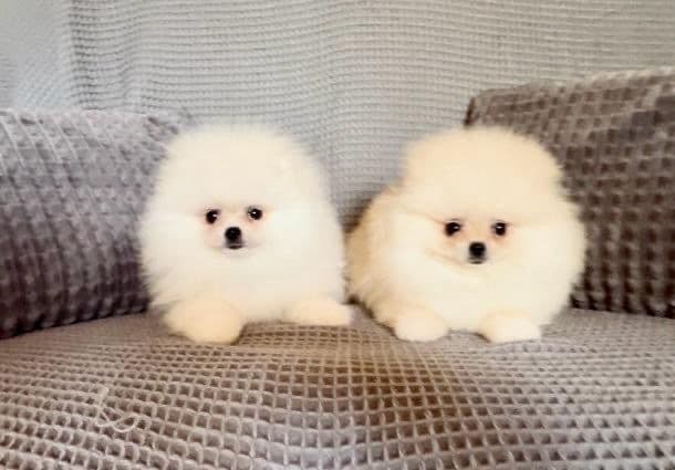 Fantastiske NKK registrerte mini pomeranian valper.