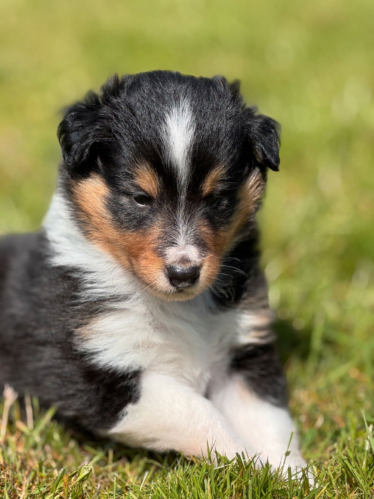 Shetland Sheepdog valper i flere fargekombinasjoner, kan bringes østover