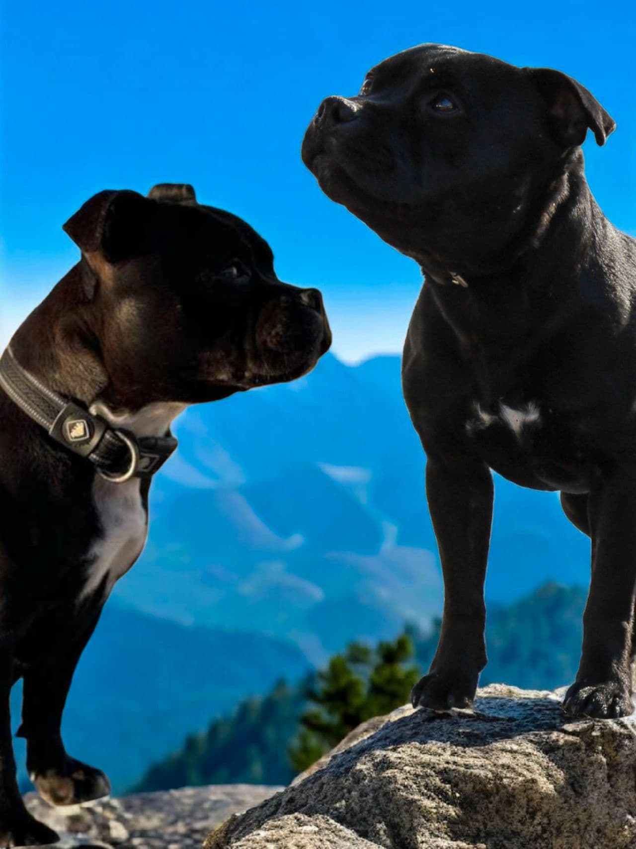 Staffordshire bull terrier valper ventes i Mai