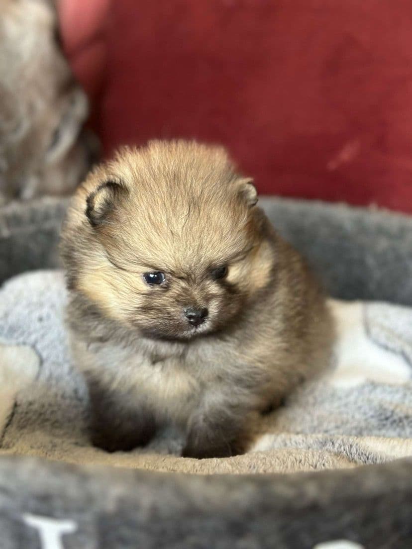 NKK registrerte Pomeranian valper