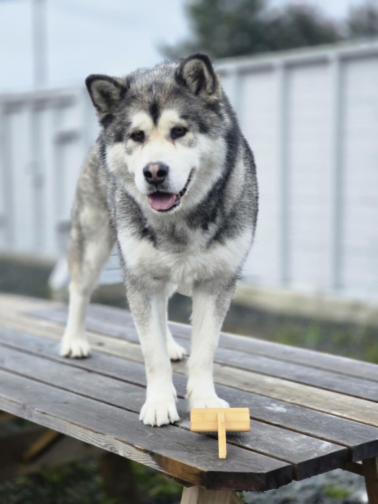 Alaskan malamute Koda 2år
