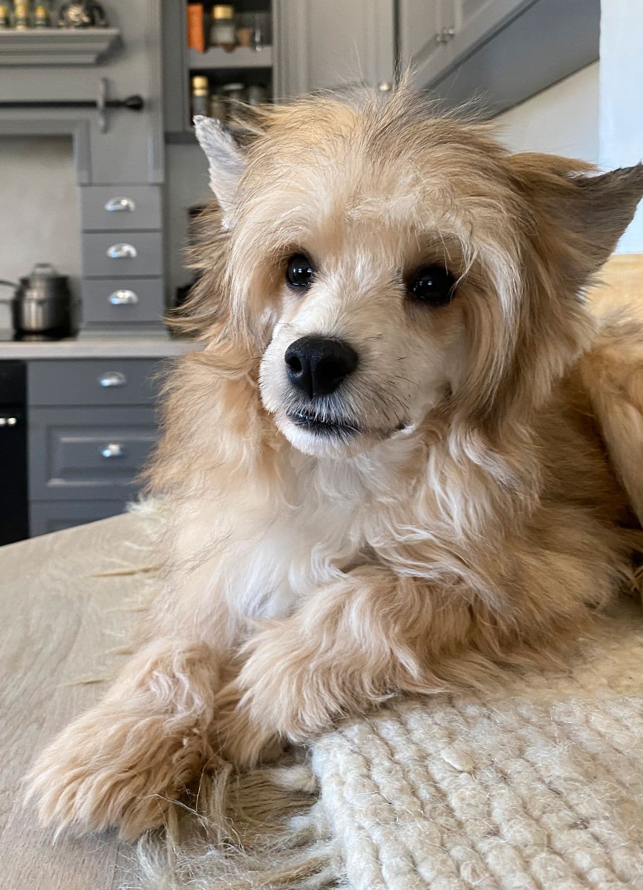 Chinese crested powderpuff-valper