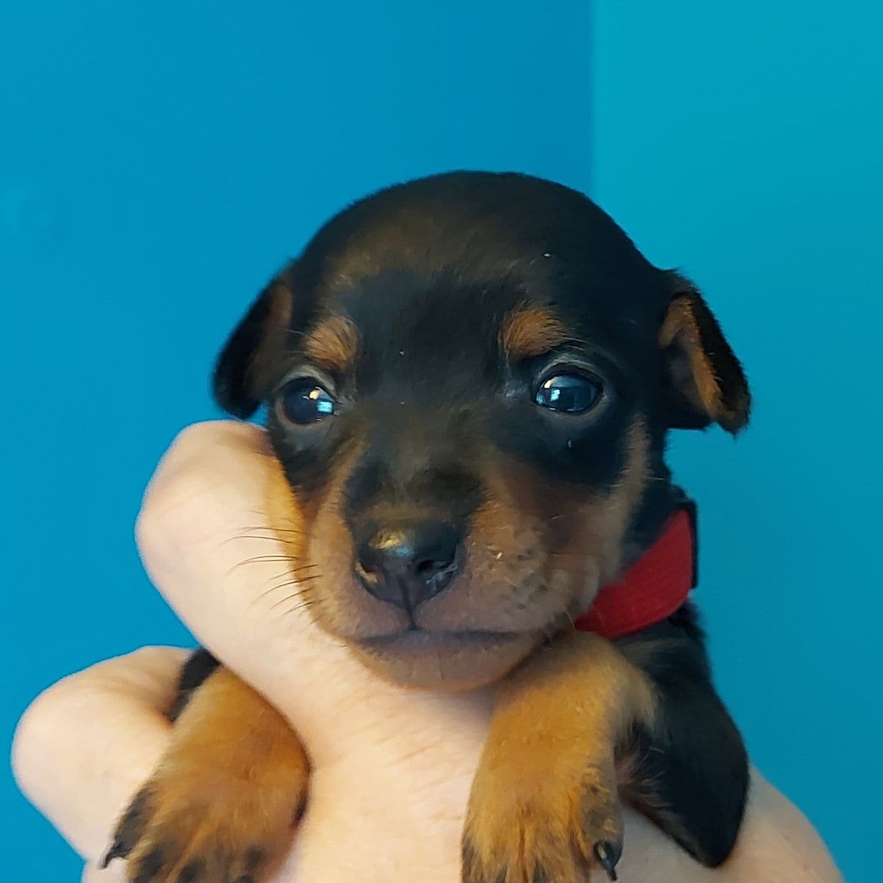 HERLIGE VALPER DVERGPINSCHER