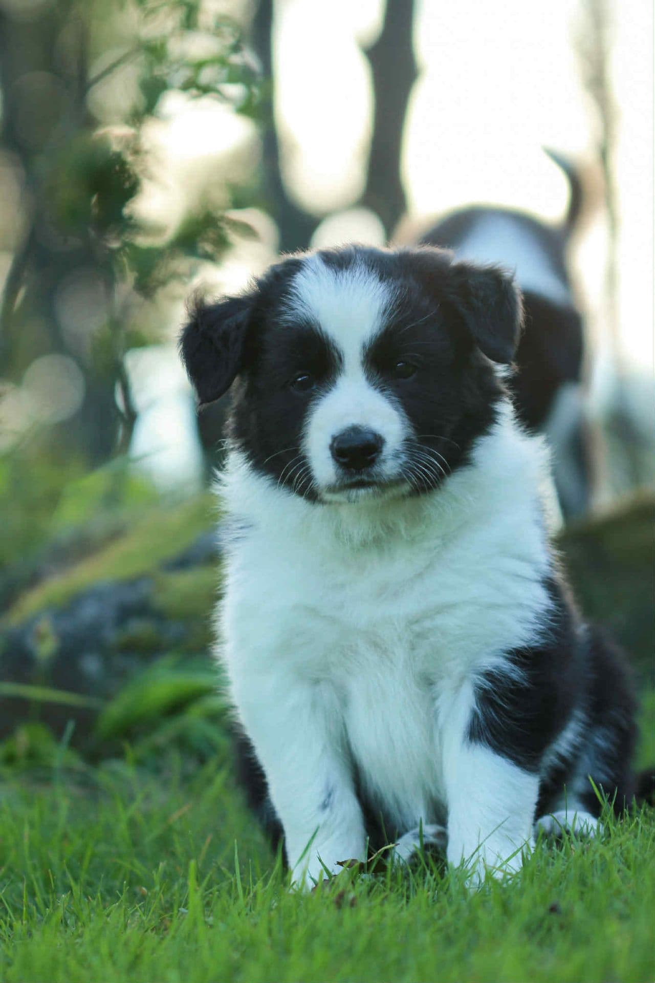 Border Collie-valper av meget god avstamming selges