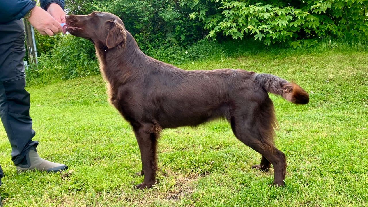 Brun Flat Coated Retrivertispe 14 mnd.❤️