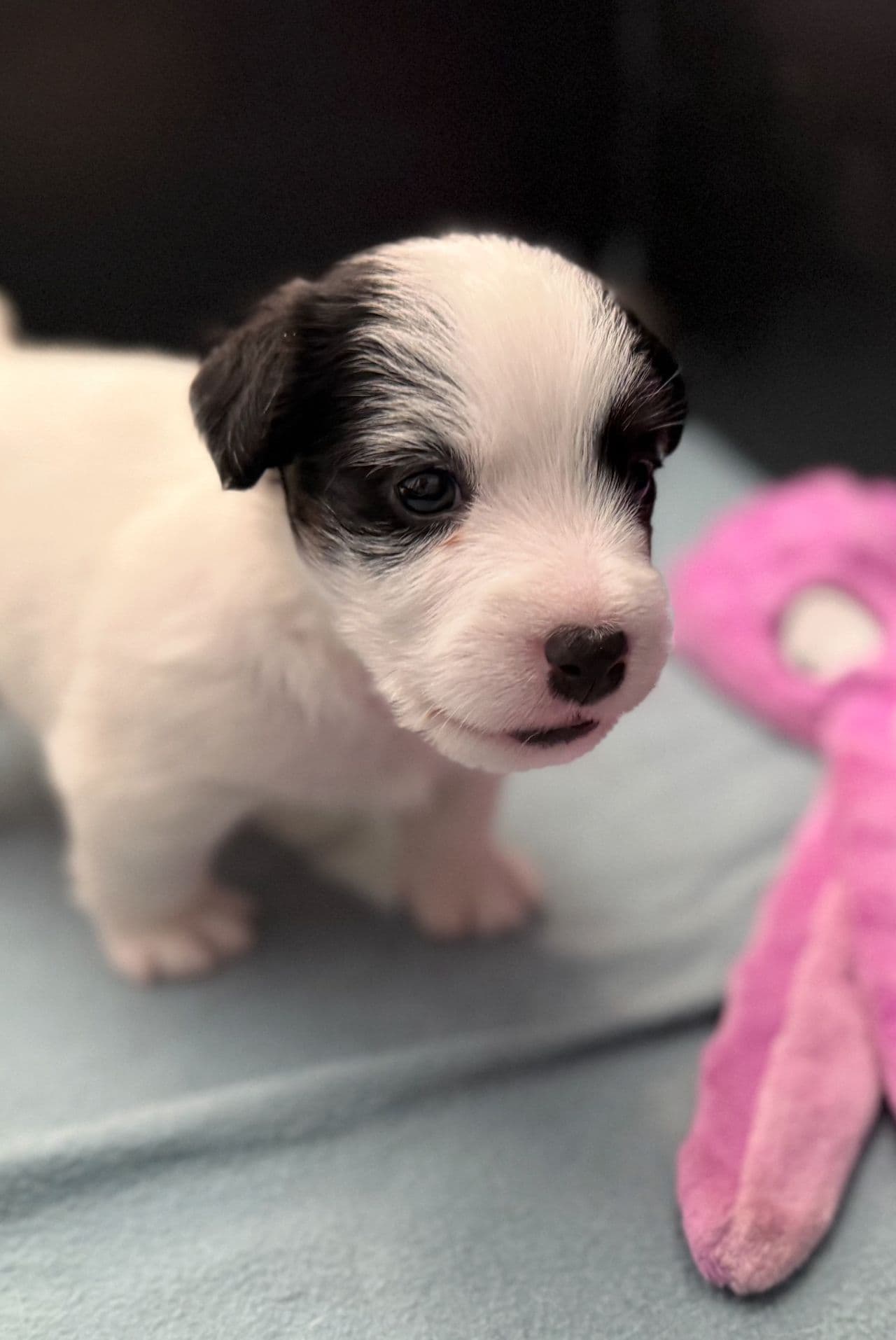 NKK reg. JRT hannvalp