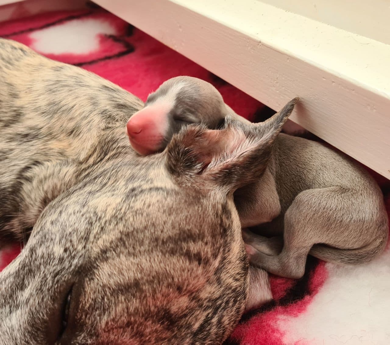 Whippetvalper
