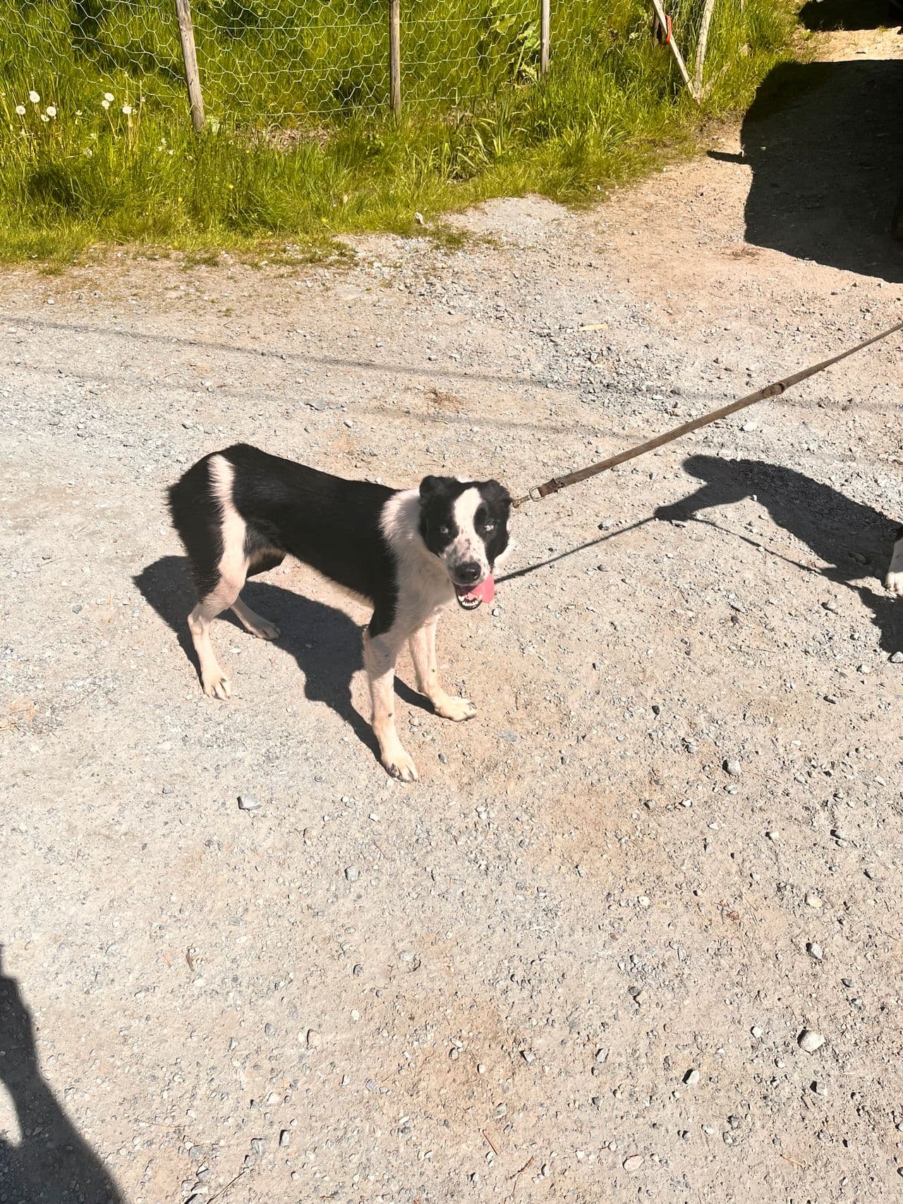 Border collie kvelpar . NKK reg og chippet