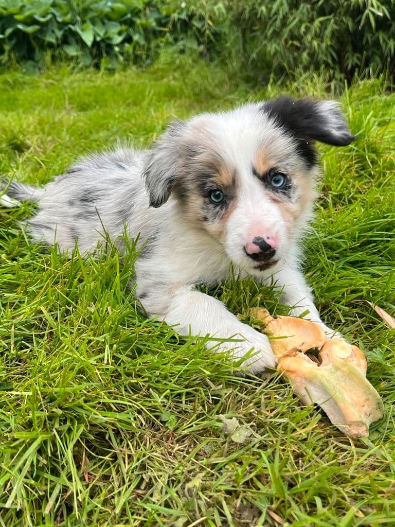 Border collie valper