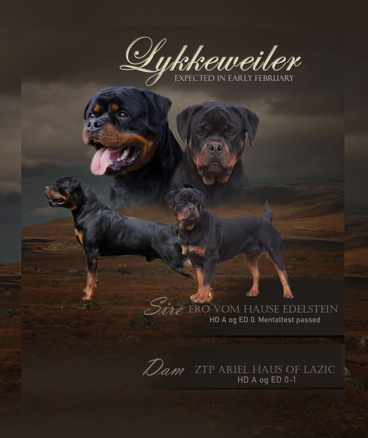 Kraftge, kompakte rottweilervalper ventes i august!