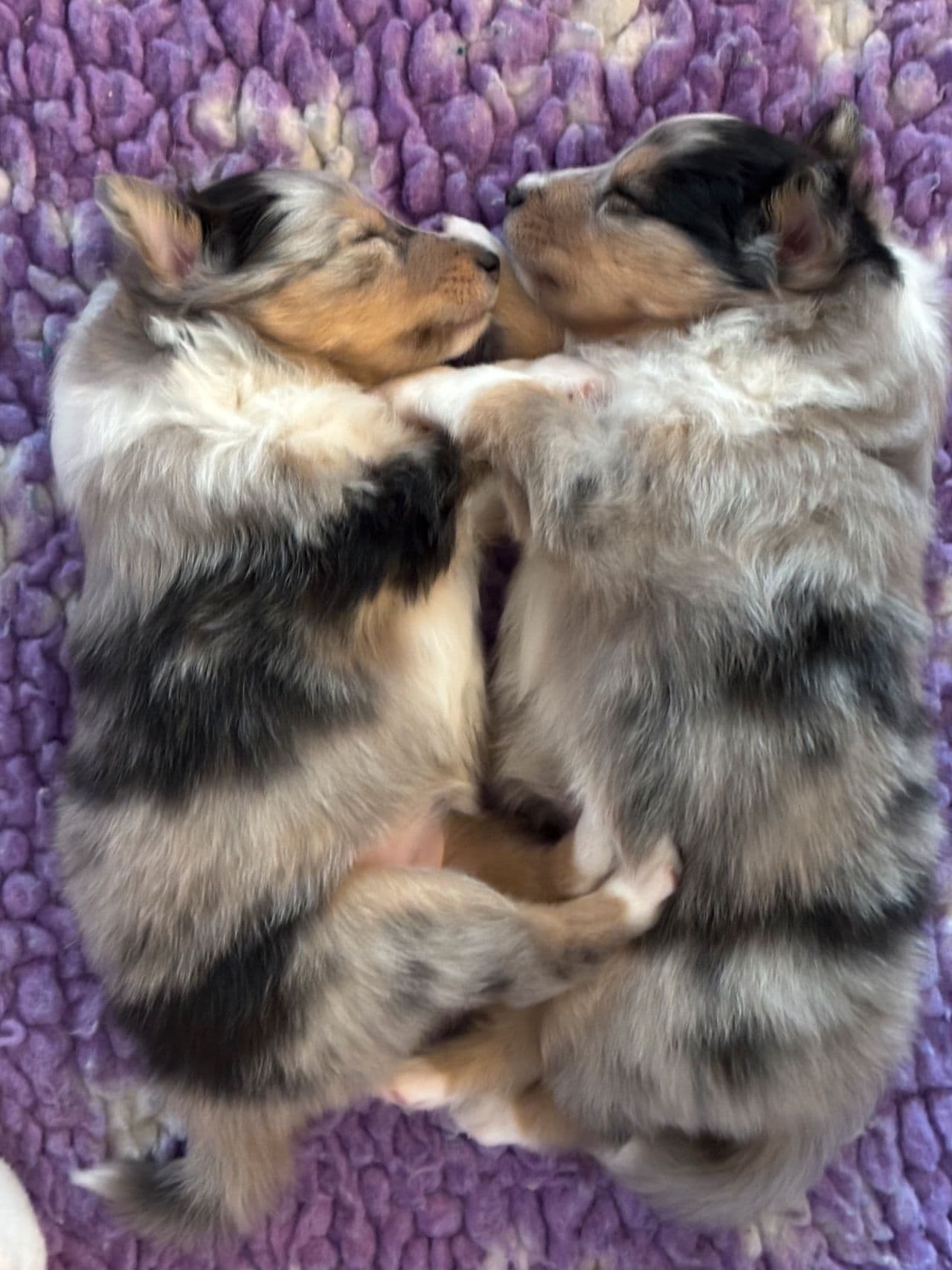 Shetland sheepdog valp