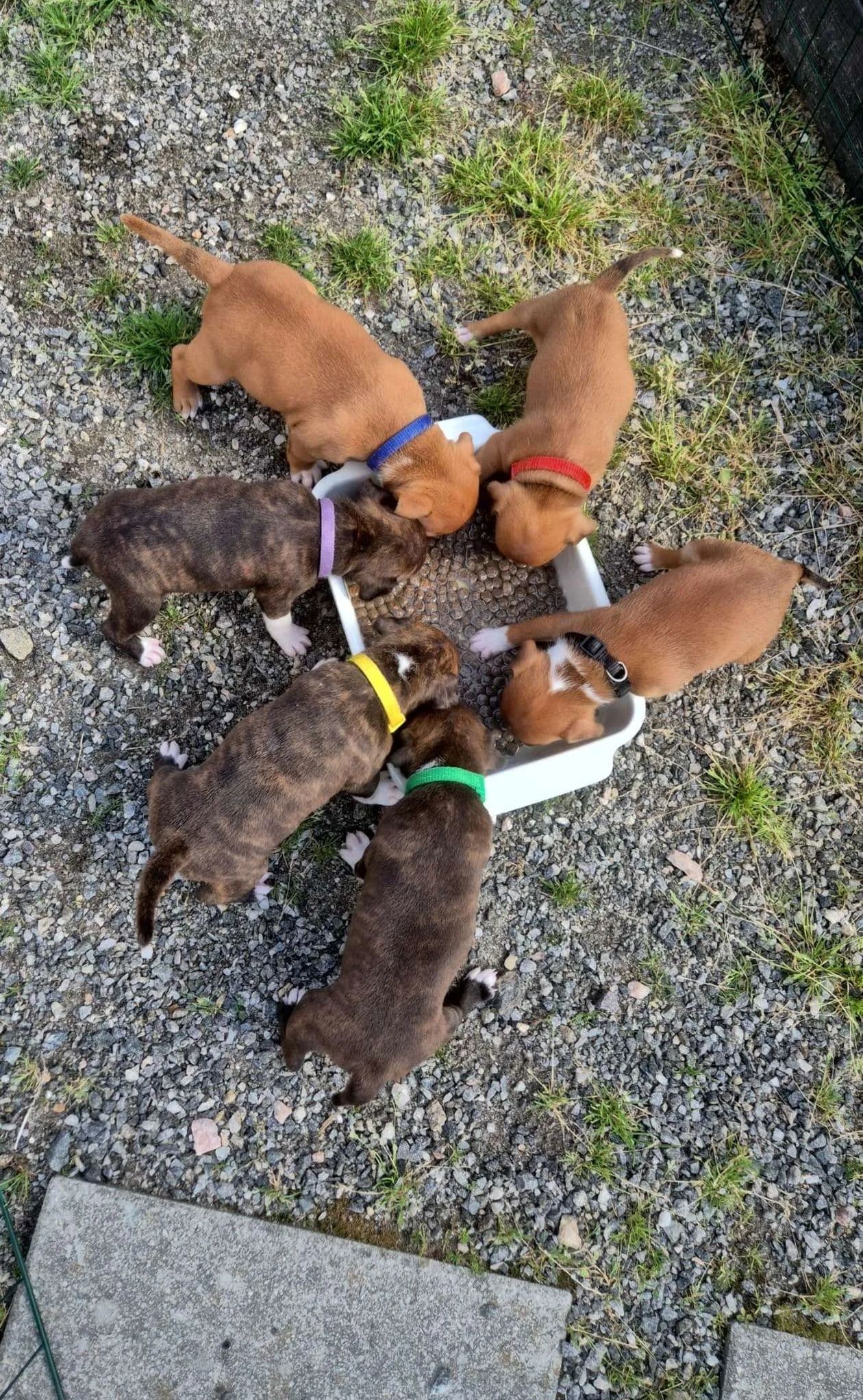 Staffordshire bull terrier valper
