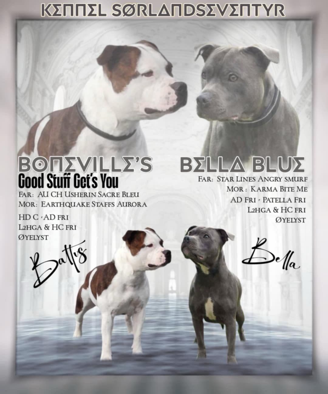 Staffordshire Bull Terrier Valper