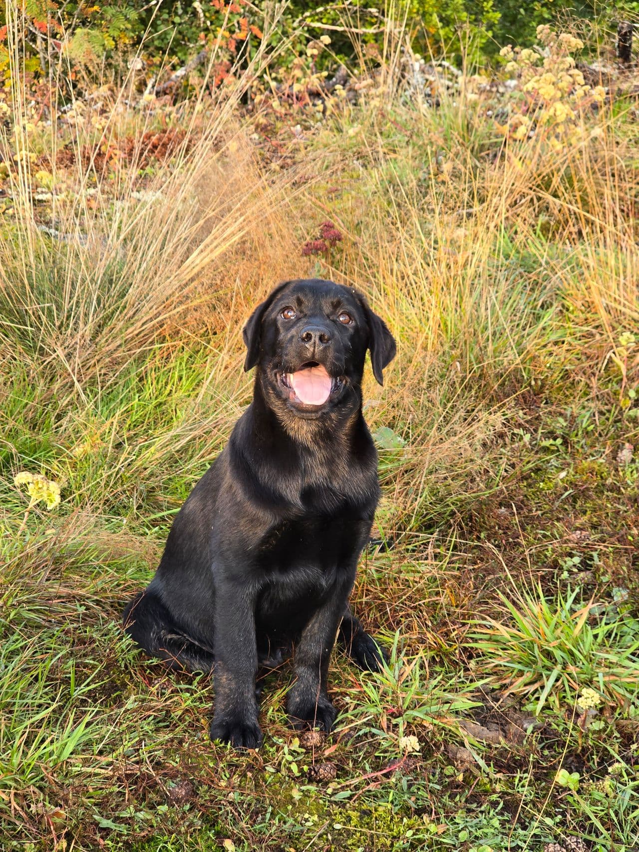 Labrador Retriever valp selges