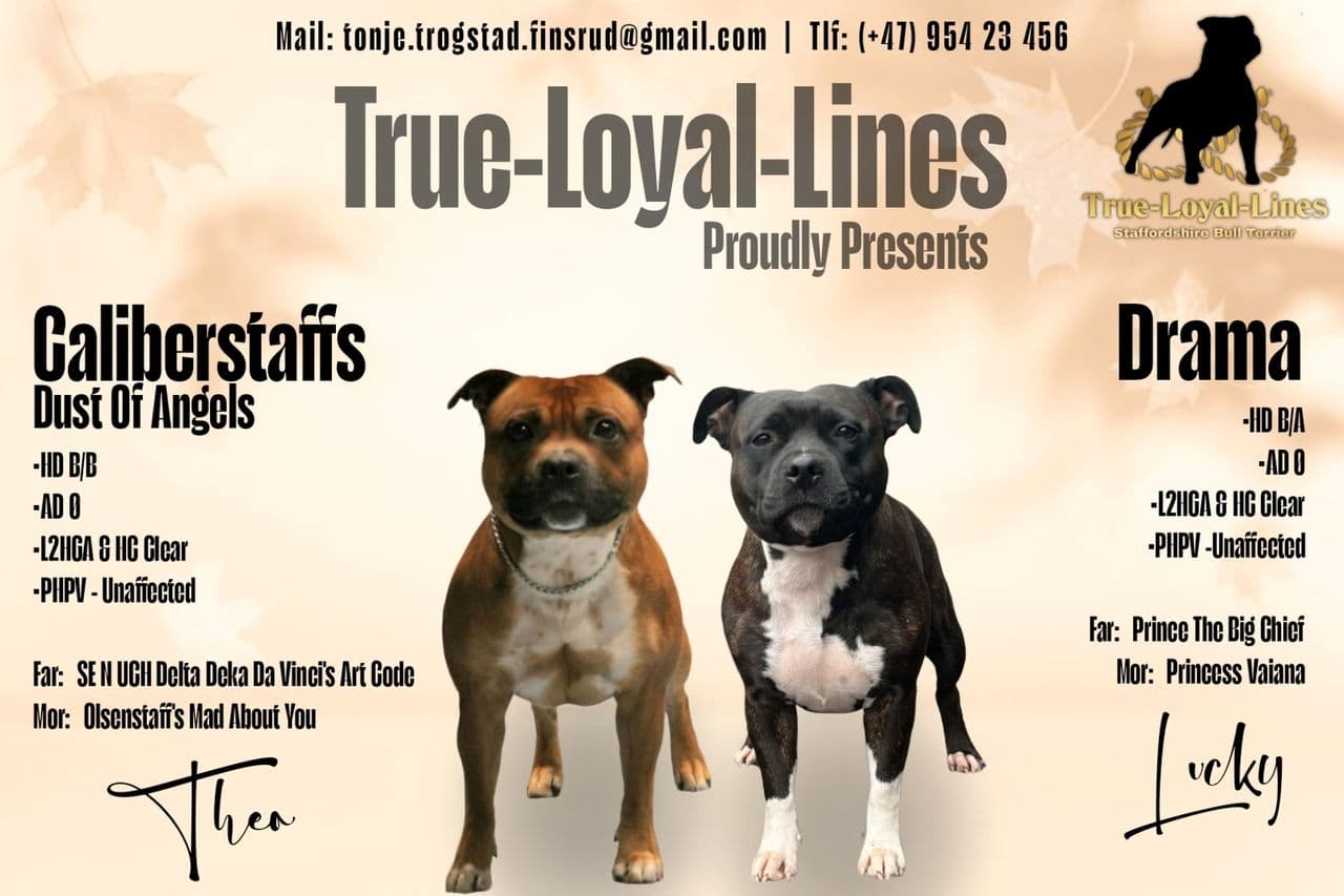 Staffordshire Bull Terrier valper