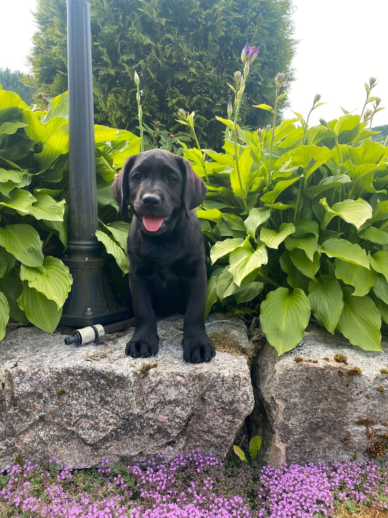 Labrador retriever tispe valp , NKK reg.