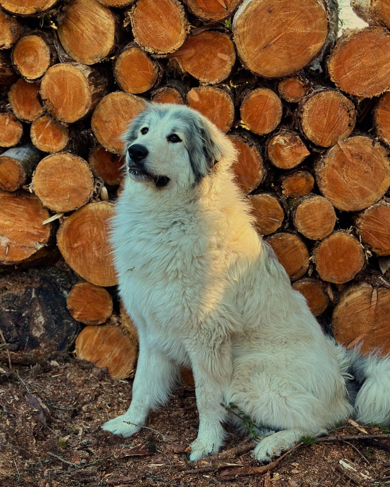 Gentle giant - pyreneerhund HJEM før pris !