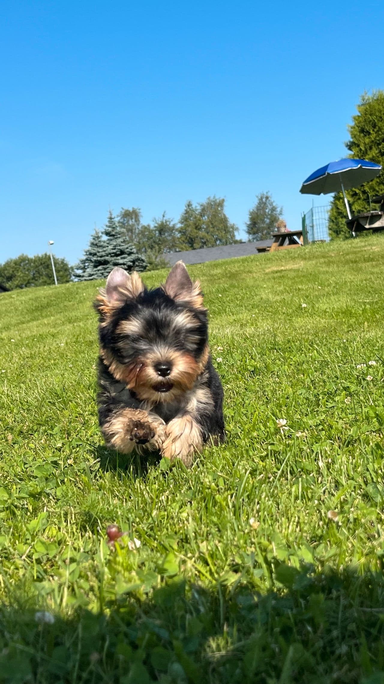 Yorkshire terrier valp