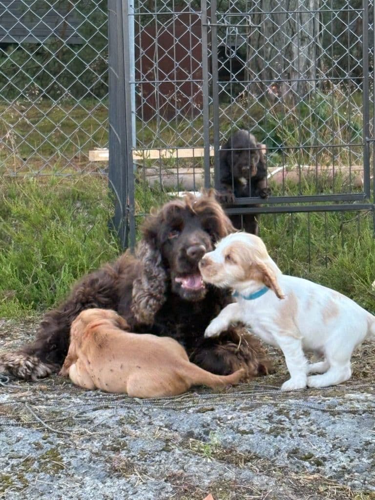 Nydelige lever/brun og orange roan Engelsk cocker spaniel hannhundvalper
