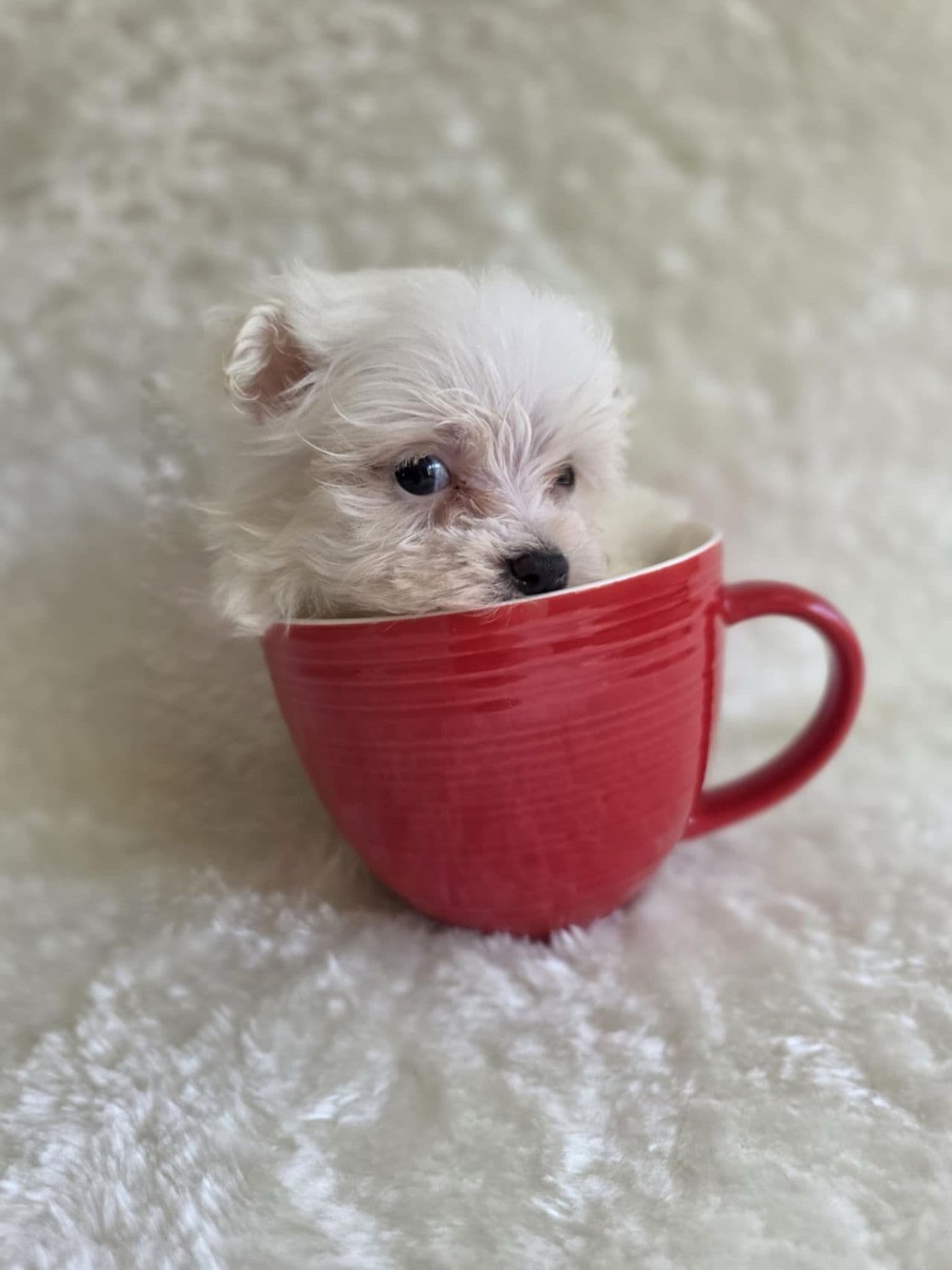 TEACUP MALTESER VALPER