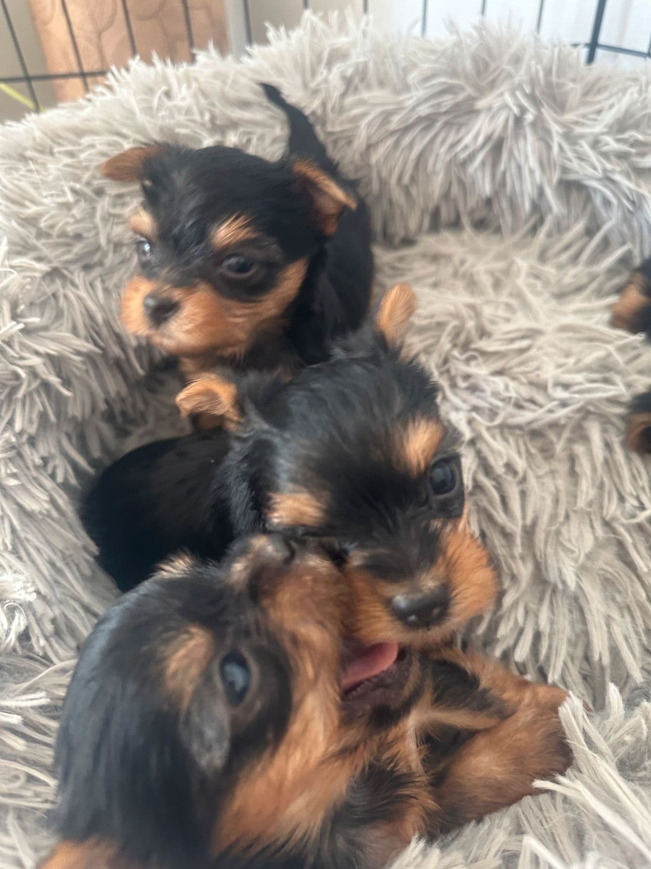 Søte Yorkshire Terrier 4 valper igjen