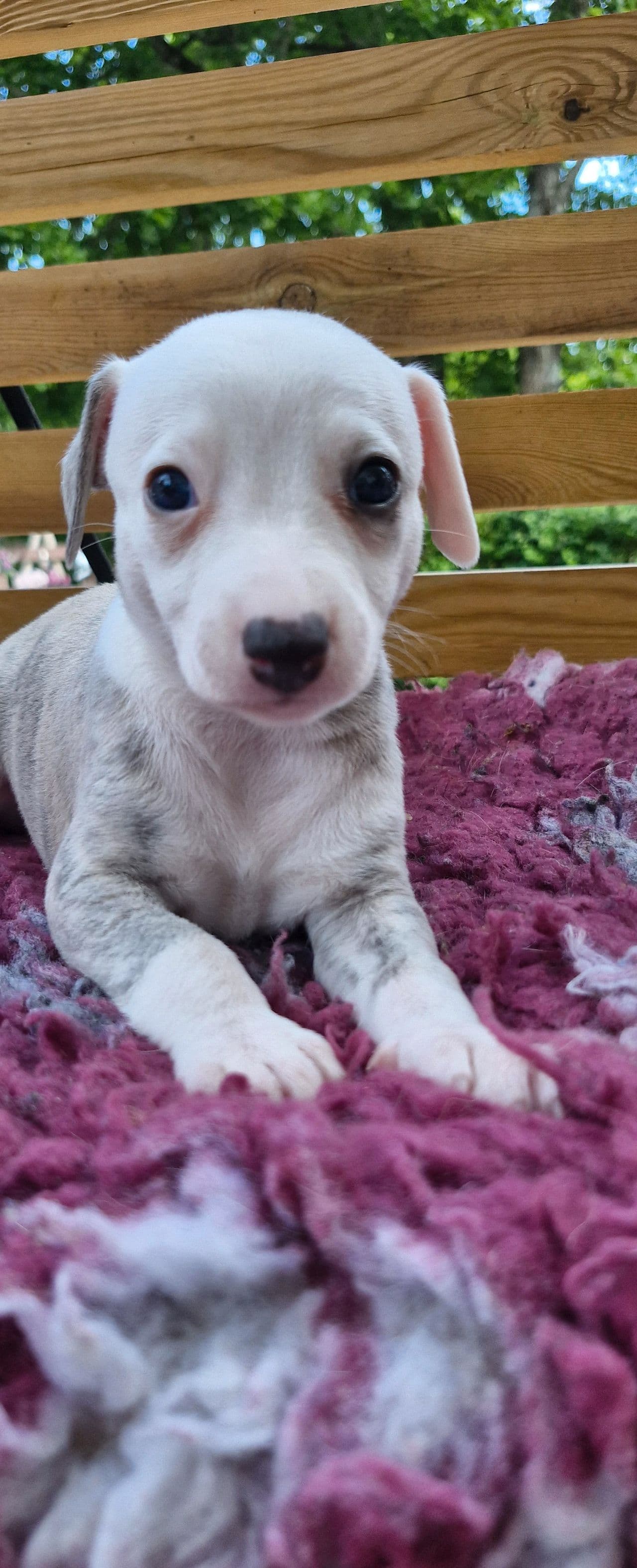 1 nydelig Whippet tispe ledig.