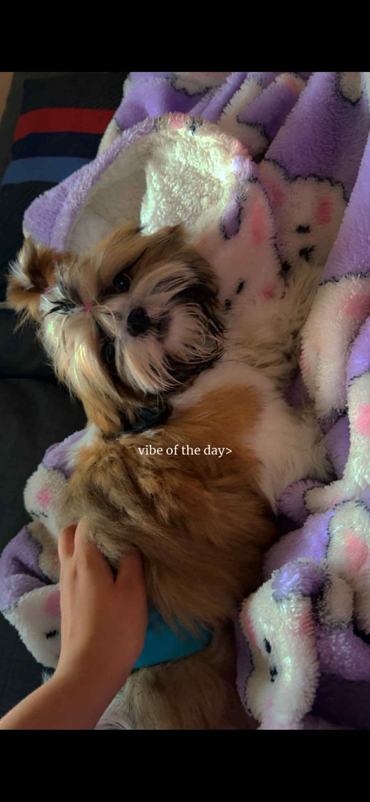 Nydelig shih tzu gutt 4 måneder