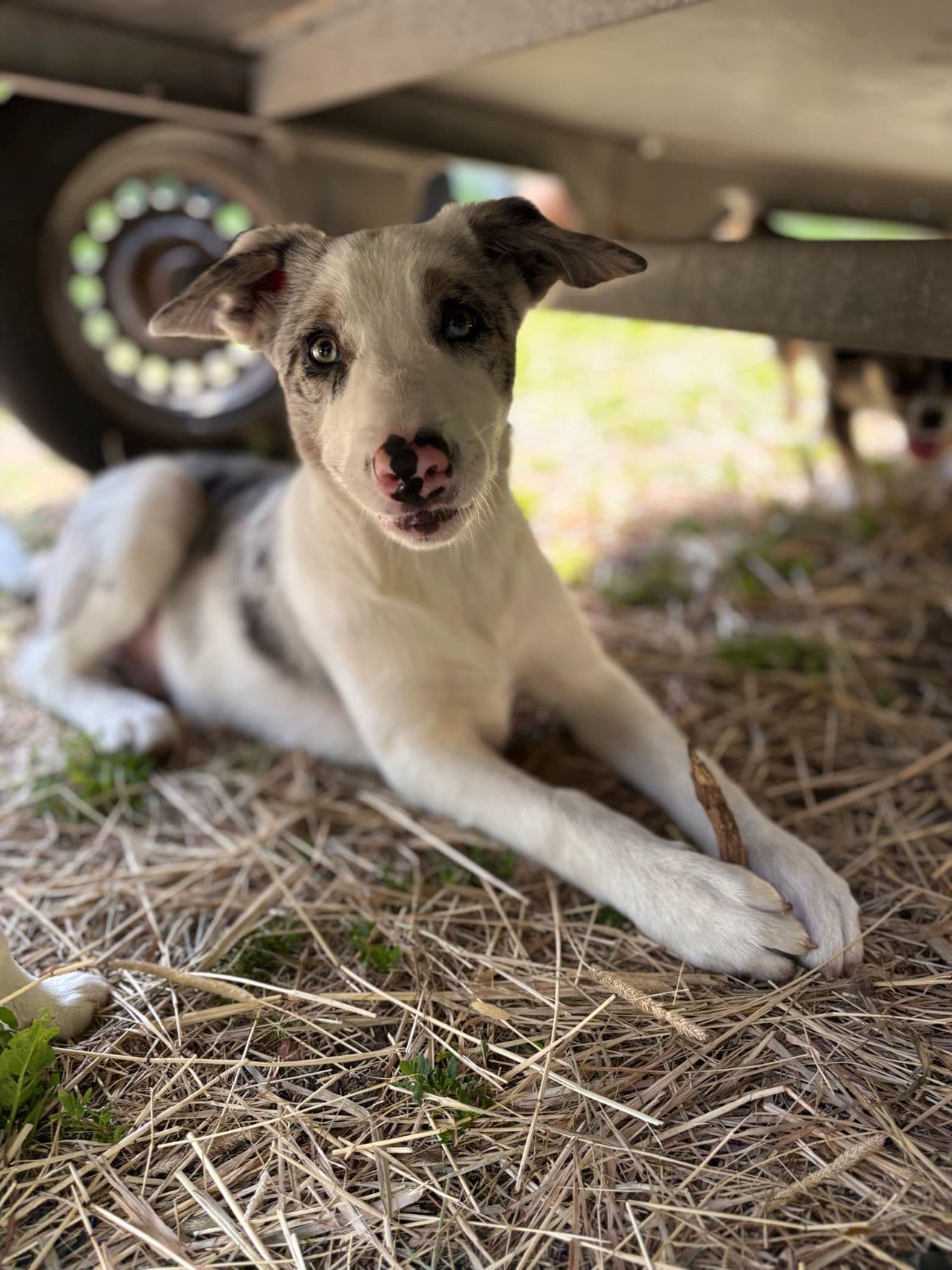 Blue merle border collie valp