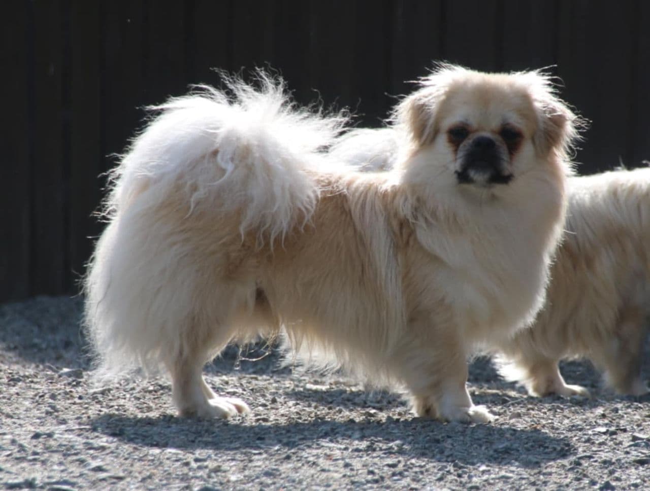 Tibetansk spaniel hann