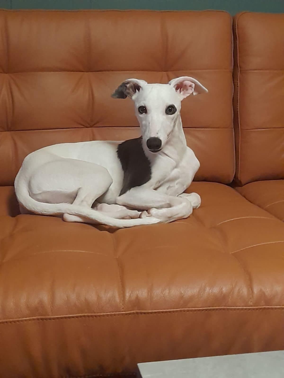 Whippet valper ventes