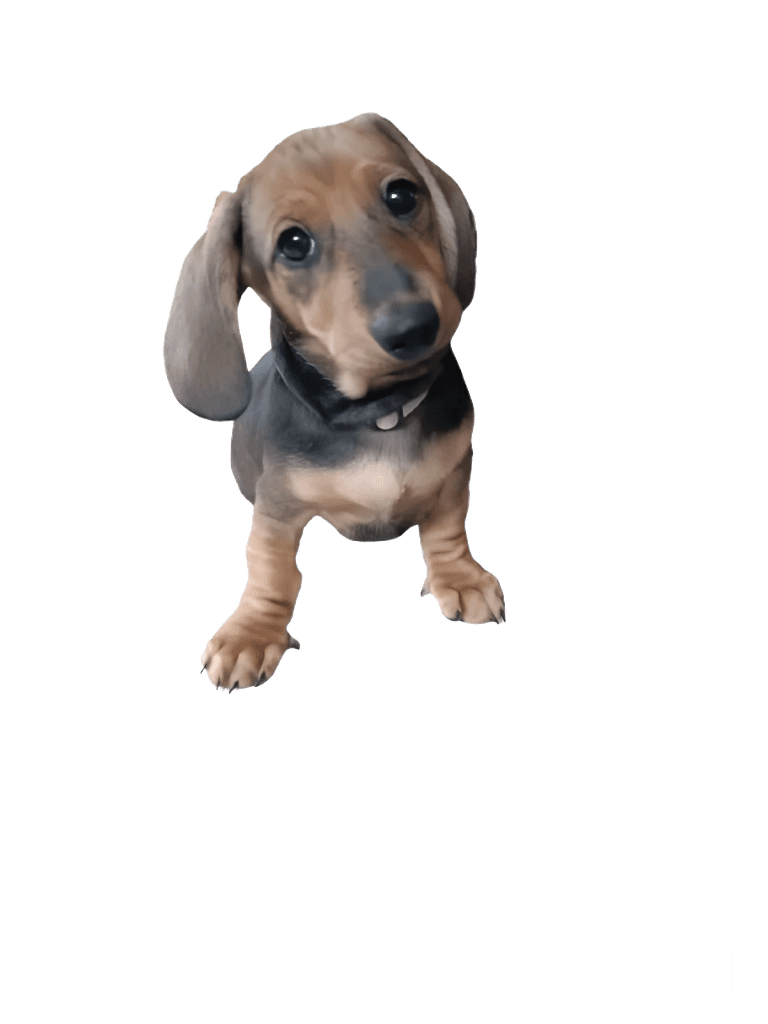 Dachshund valpe hann korthåret standard født 09.04,  Hvit