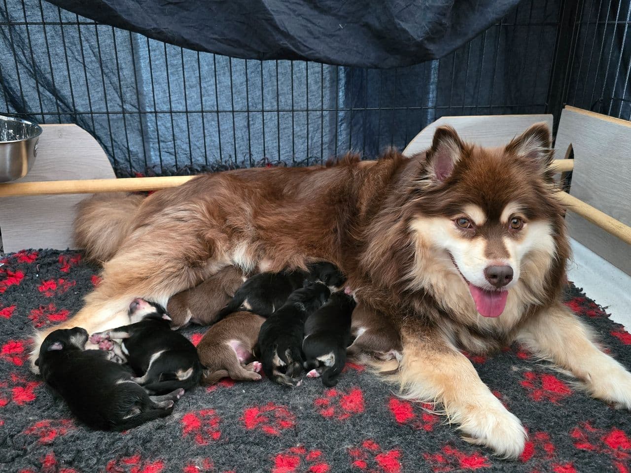 Finsk lapphund valp