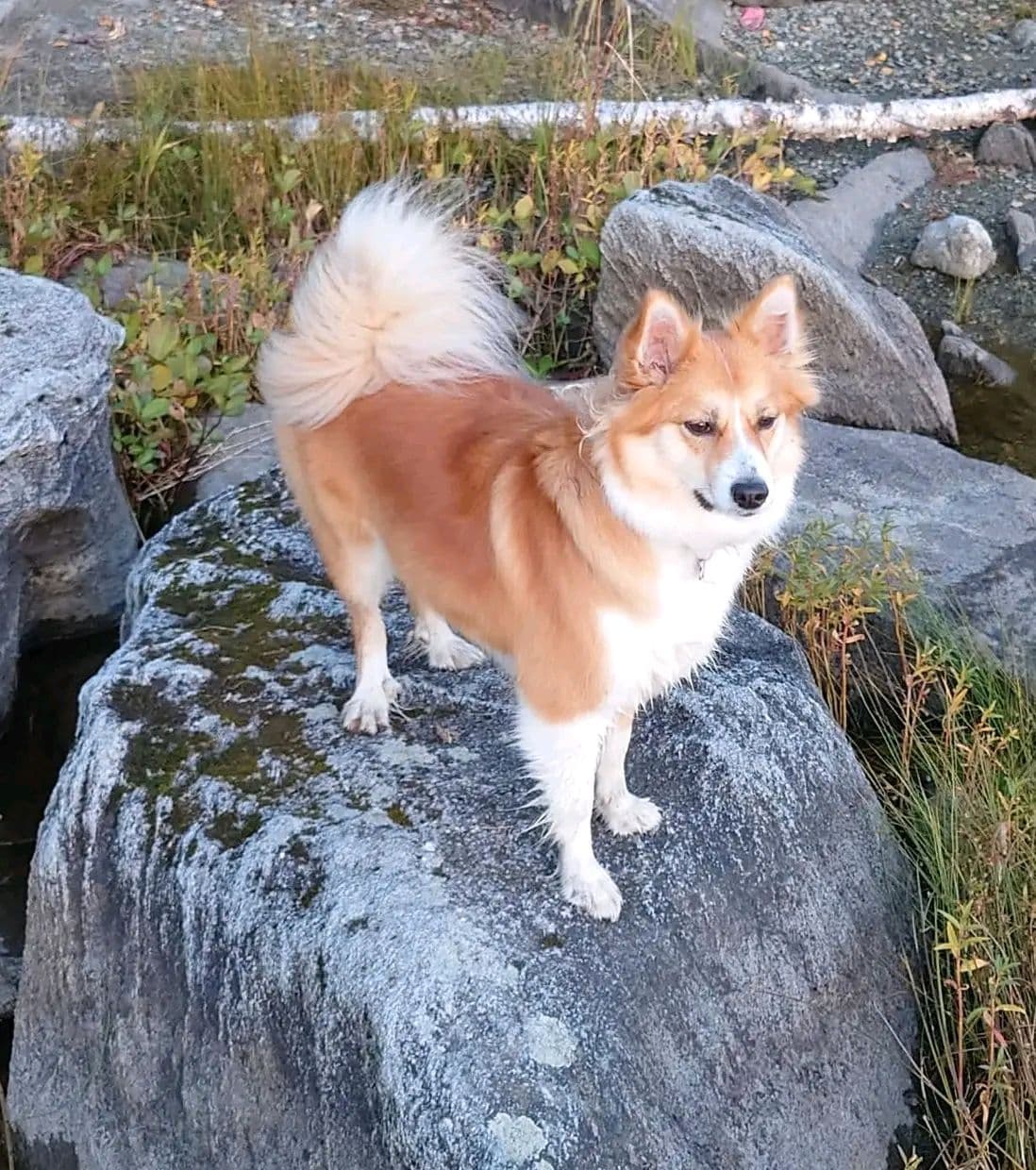 Islandsk fårehund valper.