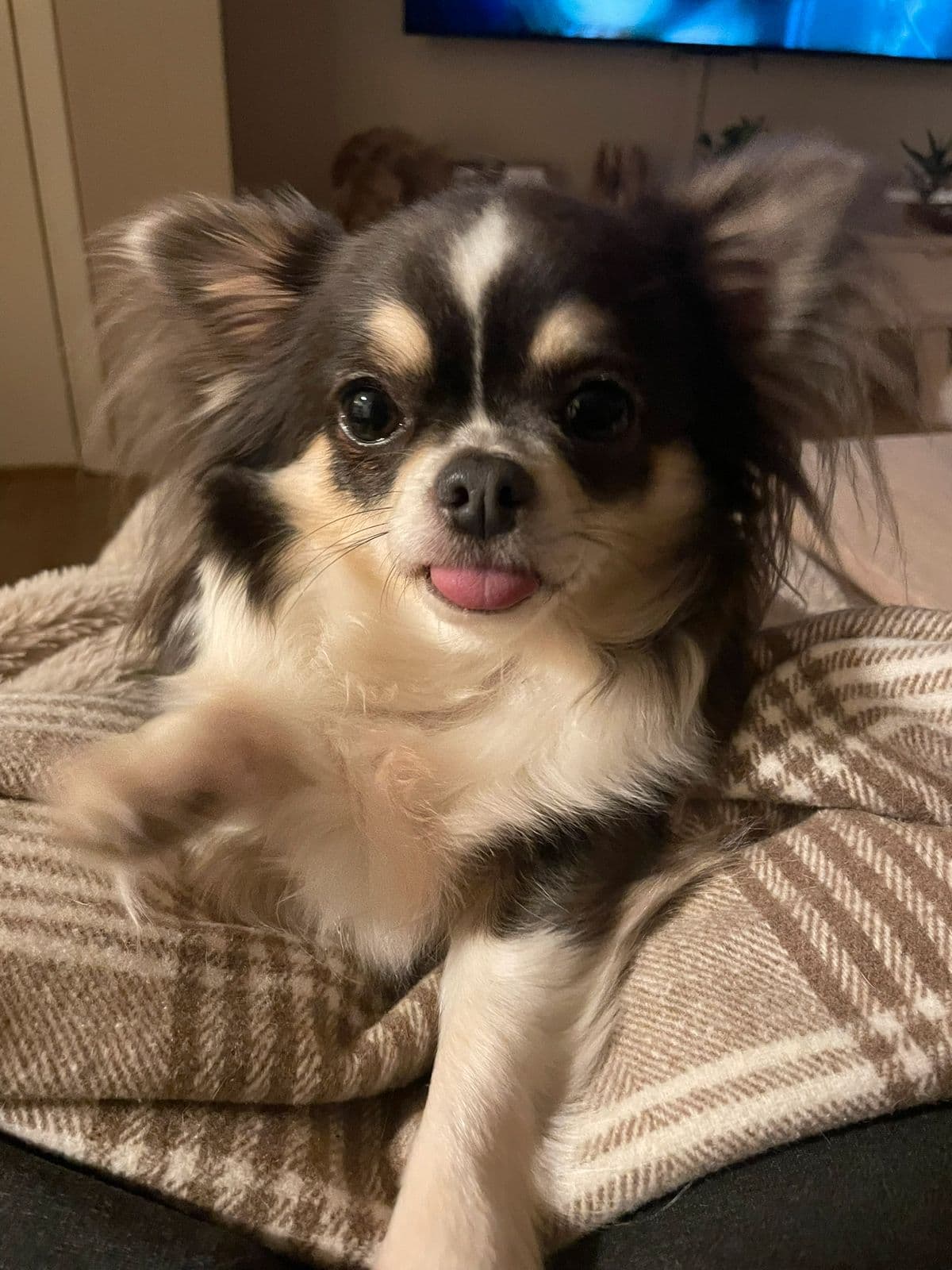 Langhåret chihuahua tispe med stamtavle