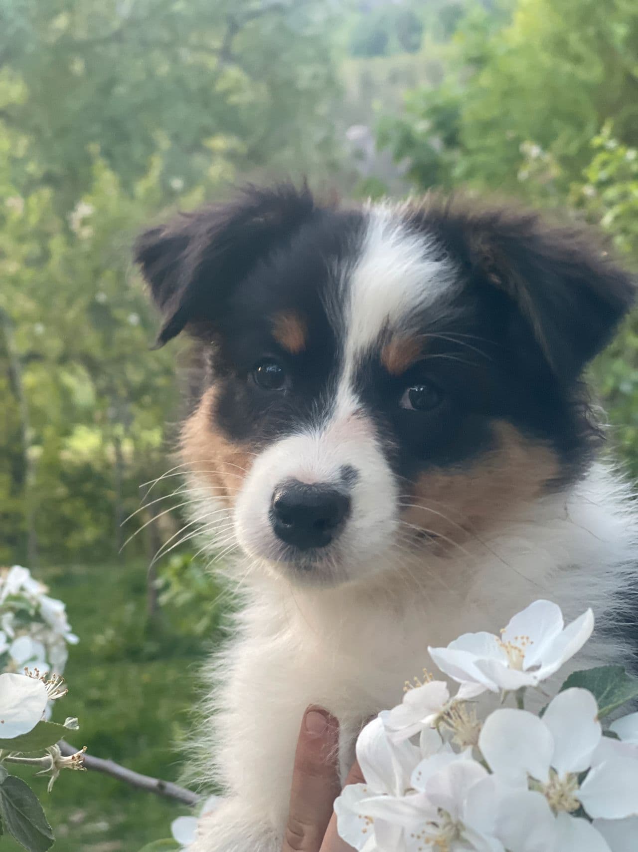 Australian Shepherd valper til salgs!