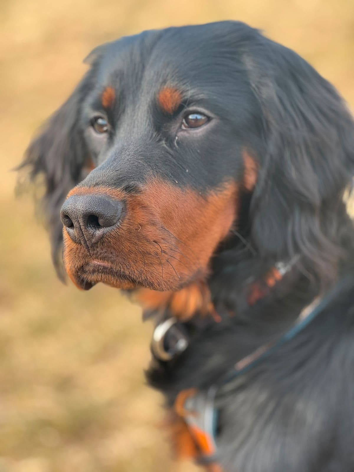 Gordon setter, Lofoten’s LOKE omplasseres