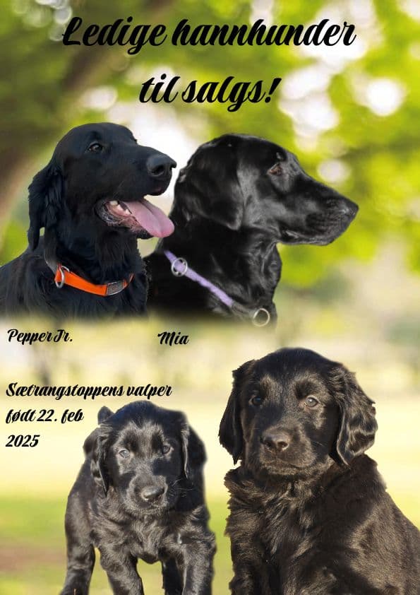 Flatcoated retriver, leveringsklare 22.april 2025.