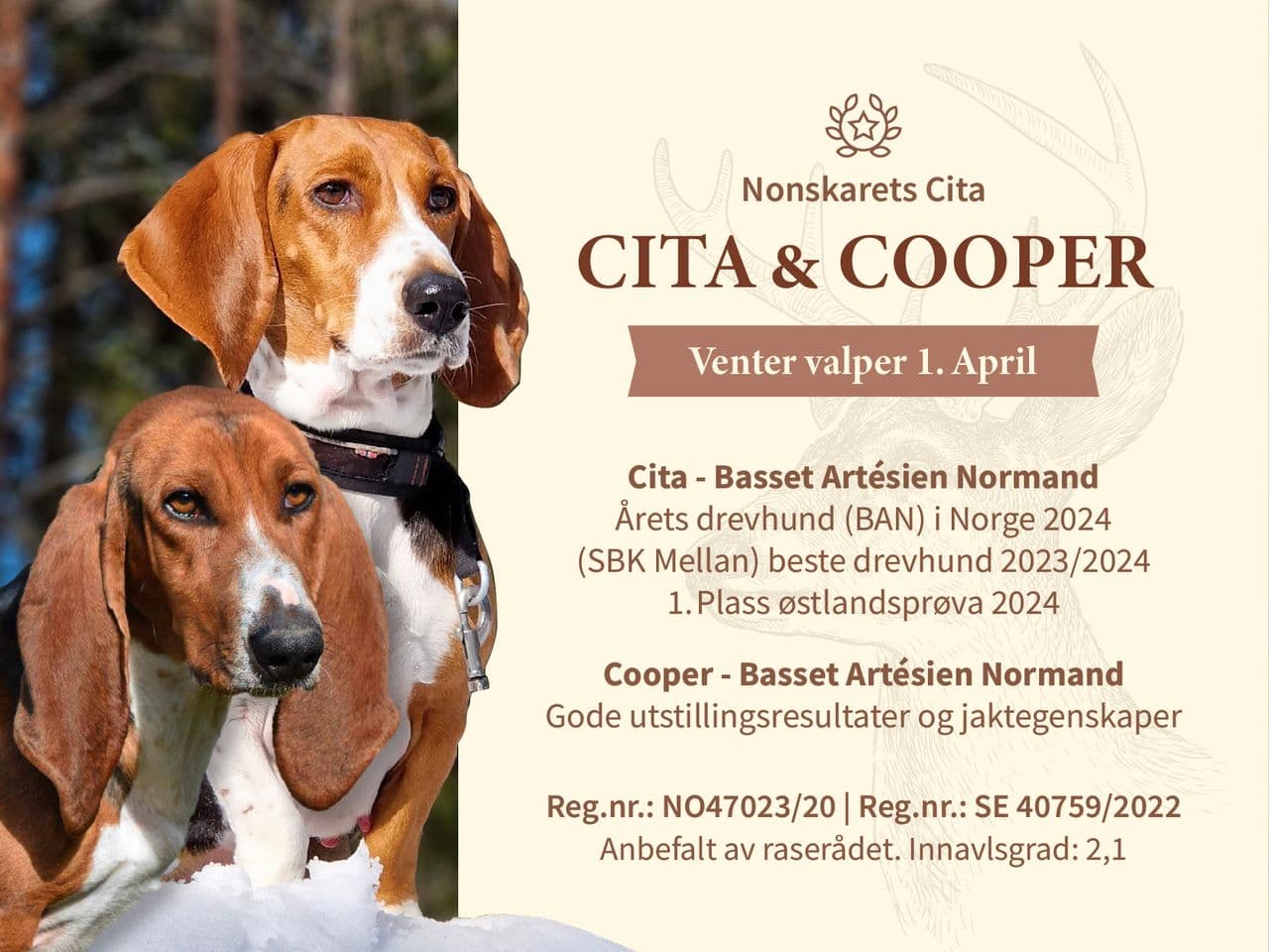 Basset artesien normand leveringsklare valper