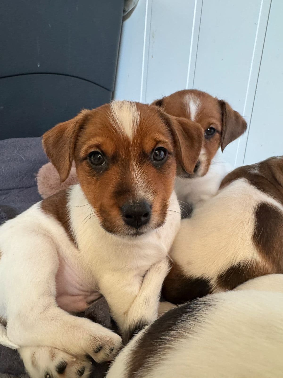 Jack Russell terrier